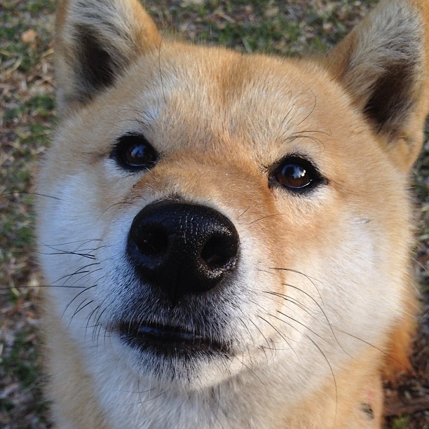 中国女篮着重提高攻防节奏掌控力,中国女篮战术分析