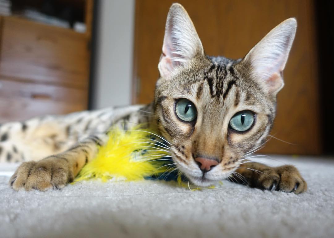 爱游戏平台-球队领袖退役后关键替补能否顶上责任空缺，球星退役意味着什么