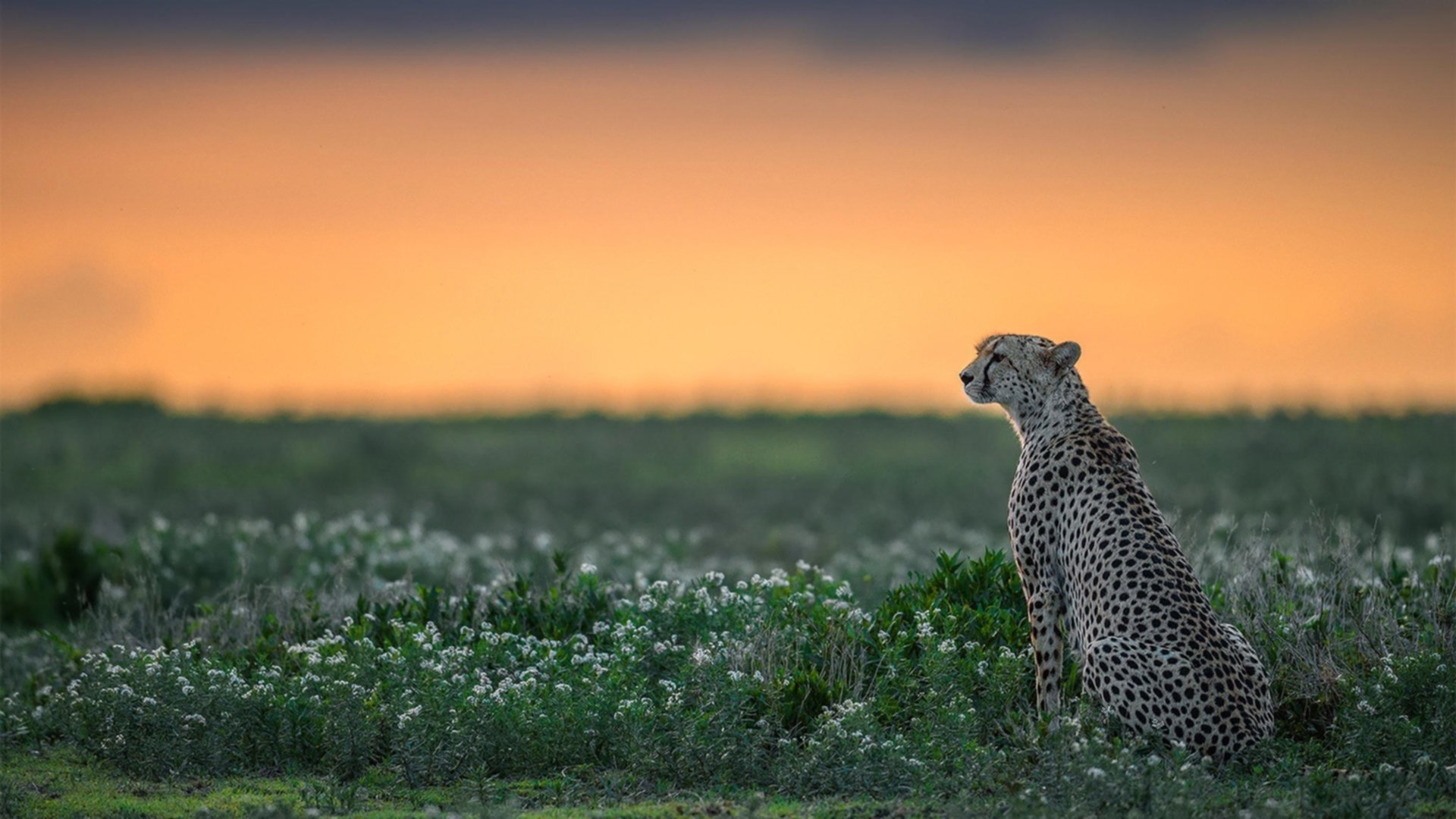 巴西青训持续投入,年轻一代足球天才不断涌现