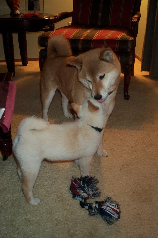 斯洛文尼亚女篮在欧洲锦标赛中表现优异,期待冲击金牌,斯洛文尼亚男篮欧冠