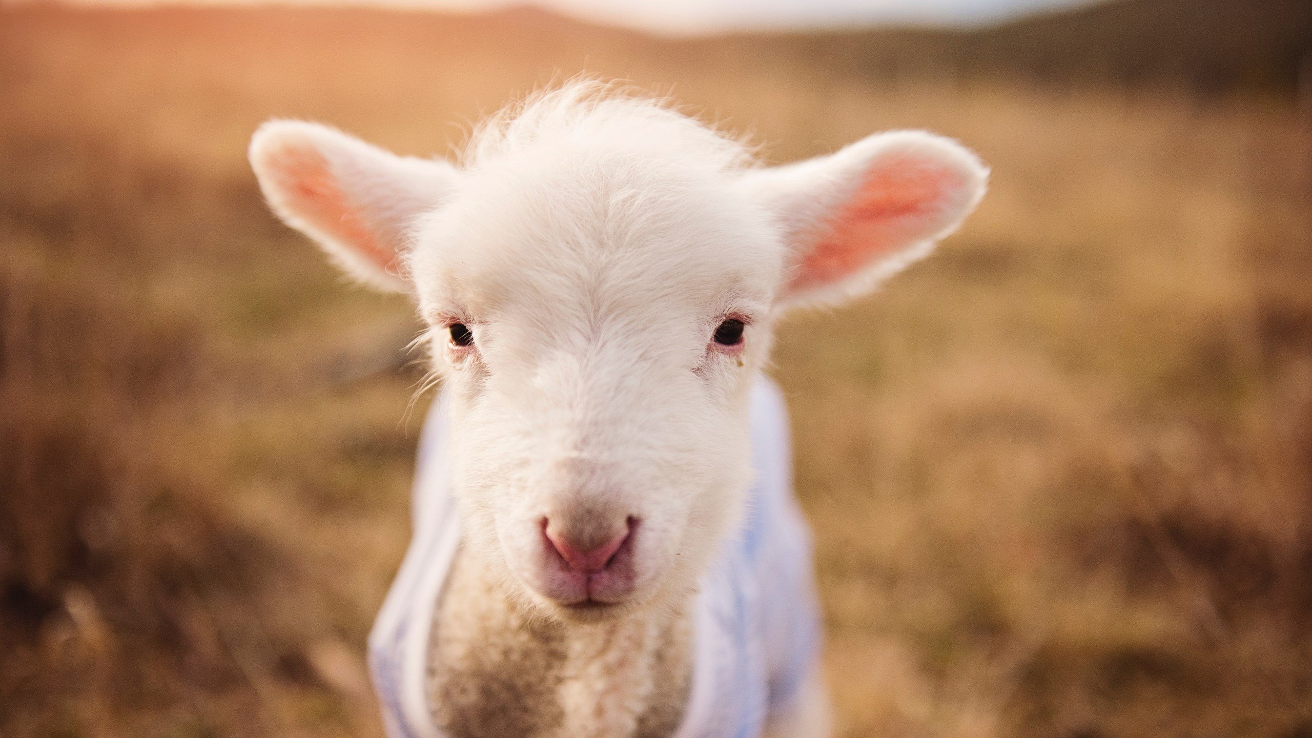 爱游戏体育娱乐-格鲁吉亚女篮在欧洲篮球赛场炽热出击，拨云见日夺金牌，格鲁吉亚参加过欧洲杯吗