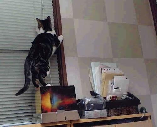 澳大利亚袋鼠队的球员阵容深厚,攻防两端皆具威胁,在澳大利亚人眼里,袋鼠军团就是这样一支队伍