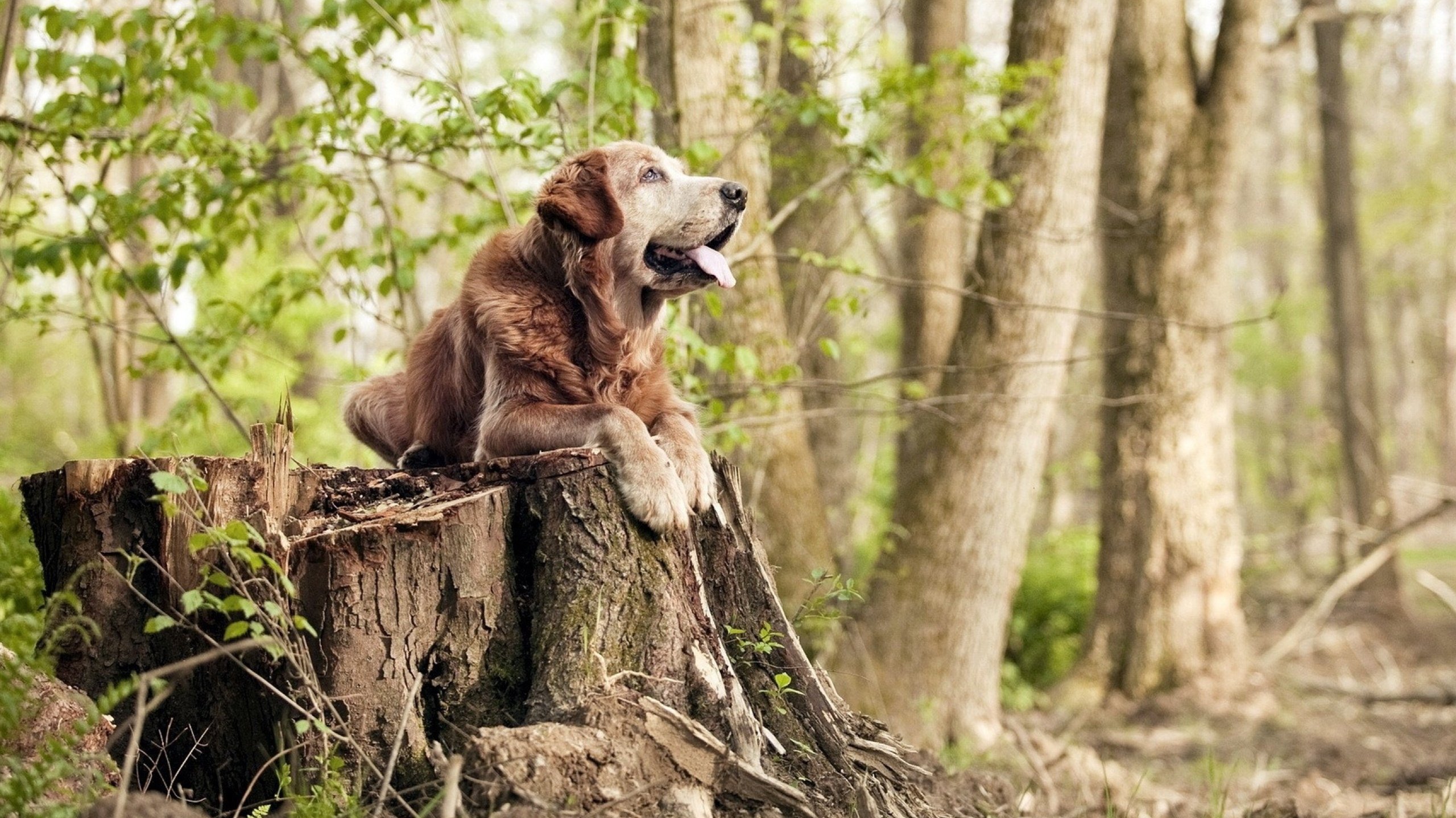立陶宛女篮在欧洲锦标赛中提前锁定奖牌，整体实力增强