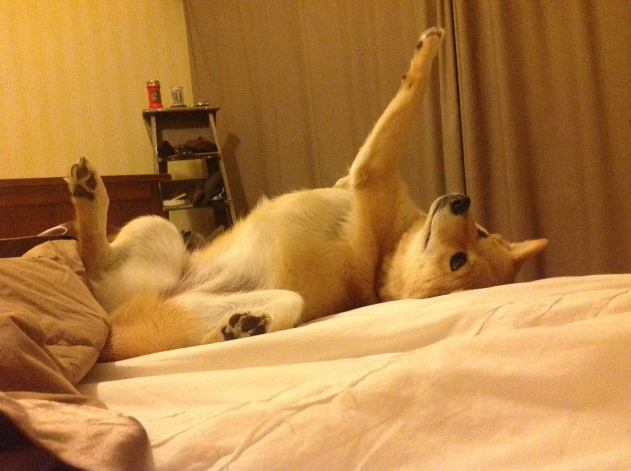 蛙泳冲刺奥地利突破个人最佳,澳大利亚蛙泳