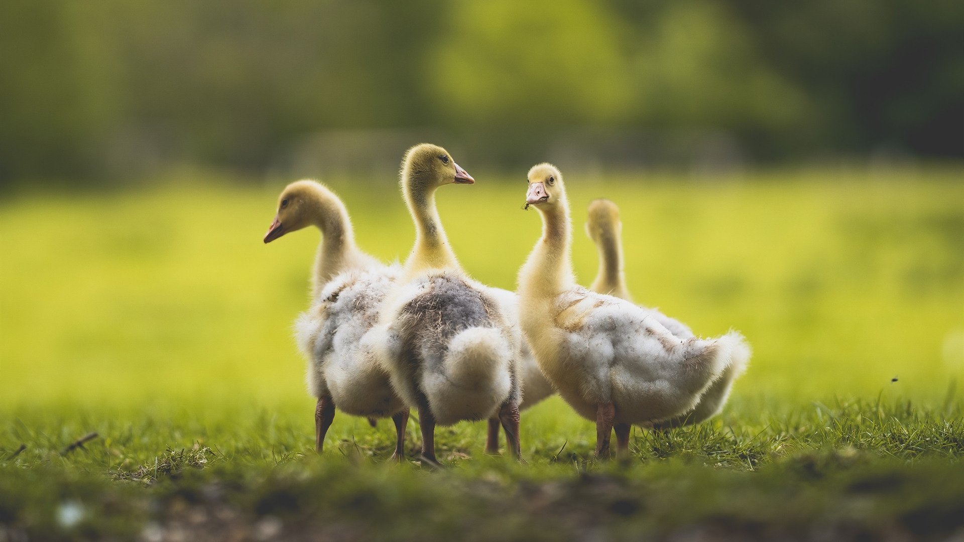 爱游戏ayx-赛事官方周边热销表现体育经济的多元化潜力，体育赛事的经济效益